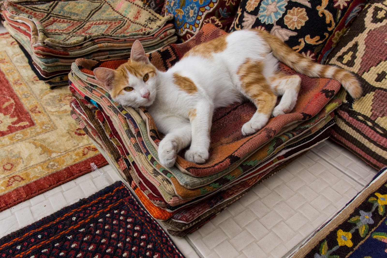 Кот раскинулся на коврике