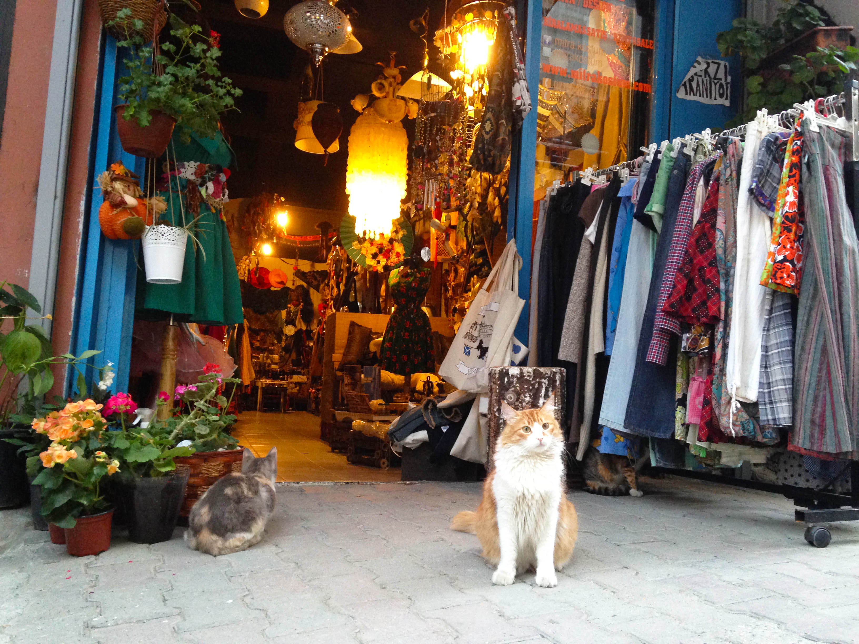 Магазин в Стамбуле котик