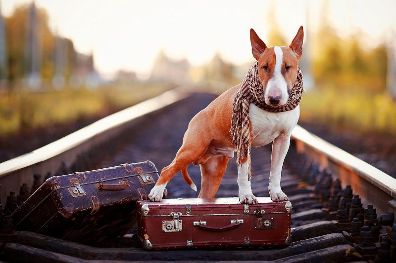 how-to-travel-with-animals-tips-for-tourists-dobovo-blog